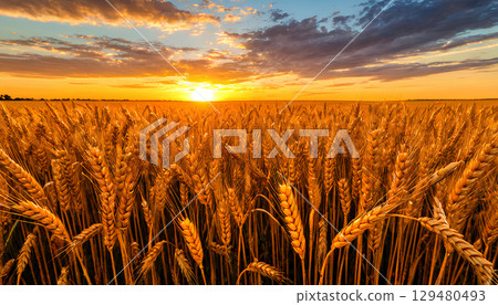 golden wheat field at sunset 129480493