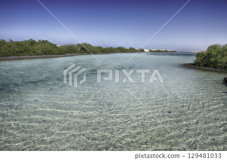 Mangrove forest in Ras Mohammed National Park, Sinai, Egypt 129481033