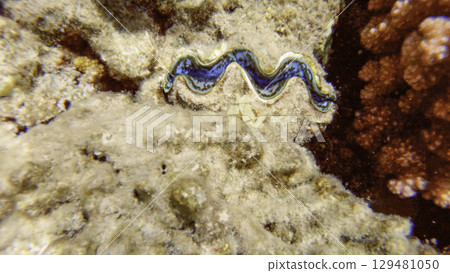 Underwater seascape on the coral reef in Red Sea, Egypt 129481050