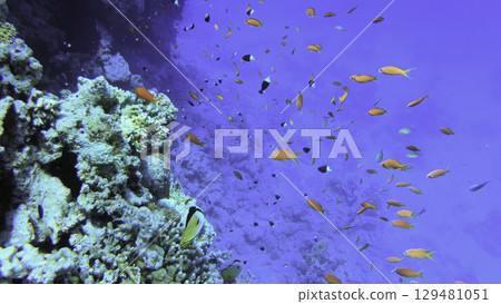 Underwater seascape on the coral reef in Red Sea, Egypt Underwater seascape on the coral reef in Red Sea, Egypt 129481051