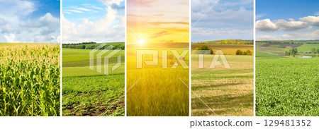 Agricultural fields and blue sky. collage. Wide photo. 129481352