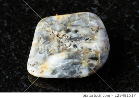 sample of polished oncolite mineral on black sample of polished oncolite mineral on black 129481517