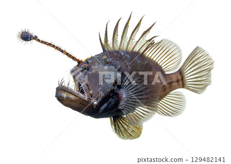 Glowing deep-sea anglerfish with bioluminescent lure, terrifying abyssal predator isolated on transparent background Glowing deep-sea anglerfish with bioluminescent lure, terrifying abyssal predator isolated on transparent background 129482141
