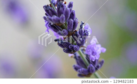 晨露覆蓋的薰衣草的微距特寫 129482183