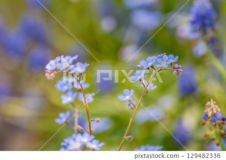 Forget-me-nots in the garden in spring Forget-me-nots in the garden in spring 129482336