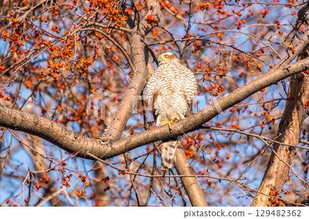 A Eurasian sparrowhawk perched on a branch of a tree outdoors. A Eurasian sparrowhawk perched on a branch of a tree outdoors. 129482362