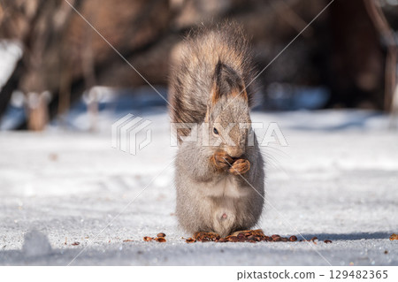 The squirrel in winter sits on white snow. The squirrel in winter sits on white snow. 129482365