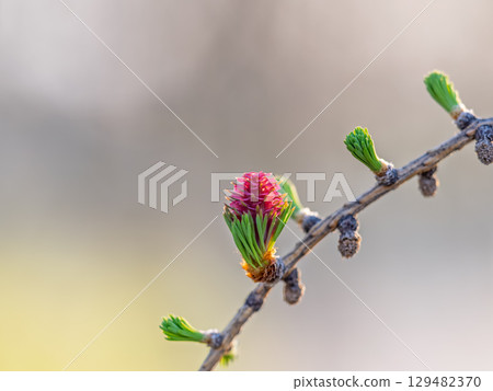 Larch tree fresh pink cones blossom at spring on nature background 129482370