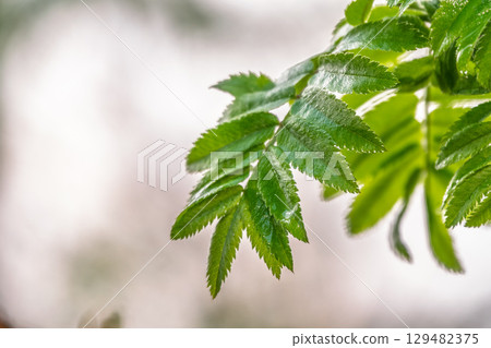 Nature of green leaf in garden at summer. Natural green leaves plants using as spring background cover page environment ecology 129482375