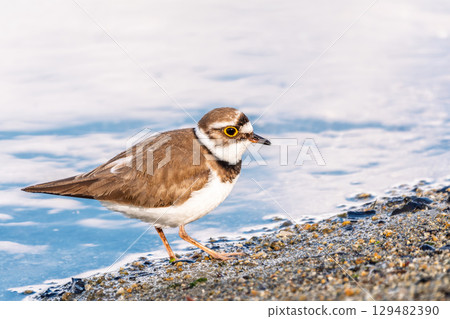 Little ringed plover (Charadrius dubius), bird standing on the lake shore 129482390