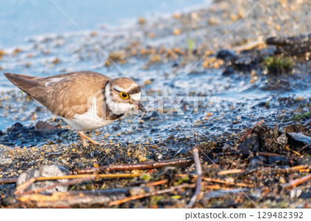 Little ringed plover (Charadrius dubius), bird standing on the lake shore Little ringed plover (Charadrius dubius), bird standing on the lake shore 129482392