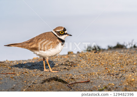 Little ringed plover (Charadrius dubius), bird standing on the lake shore 129482396