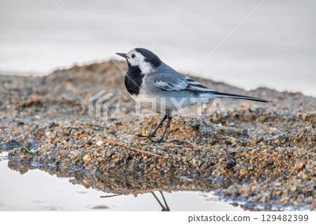 Wagtail sits on the ground with a beautiful blurred background. 129482399