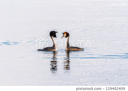 Mating games of two water birds Great Crested Grebes. Two waterfowl birds Great Crested Grebes swim in the lake with heart shaped silhouette 129482409