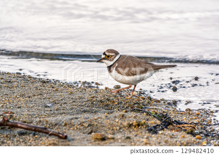 Little ringed plover (Charadrius dubius), bird standing on the lake shore 129482410