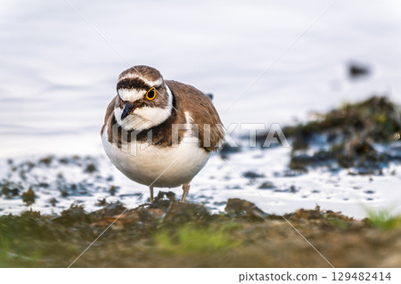 Little ringed plover (Charadrius dubius), bird standing on the lake shore Little ringed plover (Charadrius dubius), bird standing on the lake shore 129482414