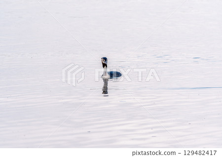 The waterfowl bird Great Crested Grebe swimming in the calm lake The waterfowl bird Great Crested Grebe swimming in the calm lake 129482417