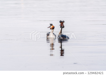 Mating games of two water birds Great Crested Grebes. Two waterfowl birds Great Crested Grebes swim in the lake with heart shaped silhouette 129482421