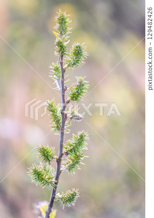 Nature awakes in spring. Blooming willow twigs and furry willow-catkins, so called seals or cats. Holly willow, Salix caprea, is a national symbol of Ukraine. Nature awakes in spring. Blooming willow twigs and furry willow-catkins, so called seals or cats. Holly willow, Salix caprea, is a national symbol of Ukraine. 129482426