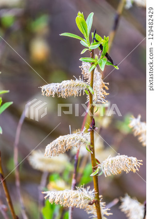 Nature awakes in spring. Blooming willow twigs and furry willow-catkins, so called seals or cats. Holly willow, Salix caprea, is a national symbol of Ukraine. Nature awakes in spring. Blooming willow twigs and furry willow-catkins, so called seals or cats. Holly willow, Salix caprea, is a national symbol of Ukraine. 129482429
