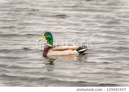 Duck swims in the pond. Duck swims in the pond. 129482437