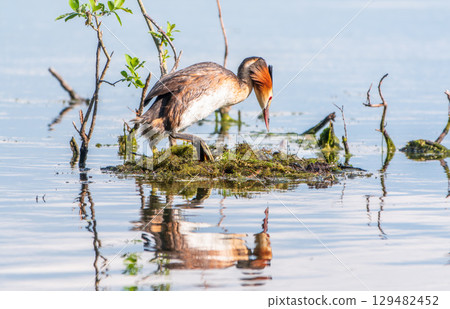 Great Crested Grebe, Podiceps cristatus, water bird sitting on the nest, nesting time on the green lake Great Crested Grebe, Podiceps cristatus, water bird sitting on the nest, nesting time on the green lake 129482452
