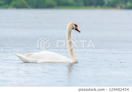 Graceful white Swan swimming in the lake, swans in the wild. Portrait of a white swan swimming on a lake. Graceful white Swan swimming in the lake, swans in the wild. Portrait of a white swan swimming on a lake. 129482454