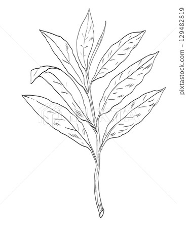 Grains of Paradise or Aframomum Melegueta Plant Drawing Grains of Paradise or Aframomum Melegueta Plant Drawing 129482819