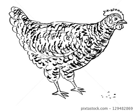 Plymouth Rock Chicken Hen Pecking Feeding Drawing 129482869