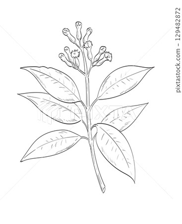 Cloves or Syzygium Aromaticum Flowering Plant Drawing 129482872