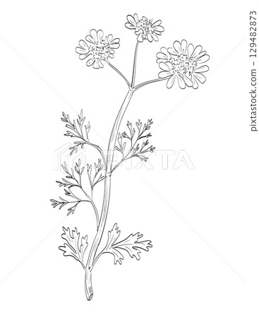 Coriander Cilantro Dhania or Coriandrum Sativum Flowering Plant 129482873