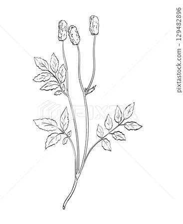 Sanguisorba Officinalis or Great Burnet Flowering Plant Drawing 129482896