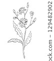 Chicory or Cichorium Intybus Flowering Plant Drawing 129482902