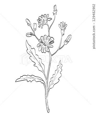 Chicory or Cichorium Intybus Flowering Plant Drawing 129482902