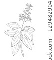 Cinnamomum Verum or Cinnamon Flowering Plant Drawing 129482904