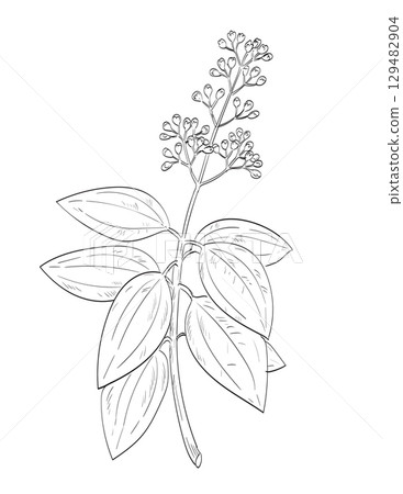 Cinnamomum Verum or Cinnamon Flowering Plant Drawing 129482904