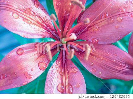 Water droplets on the vibrant red petals of blooming Lilium philadelphicum. 129482955