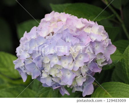 Hydrangea wet in the rain Hydrangea wet in the rain 129483009
