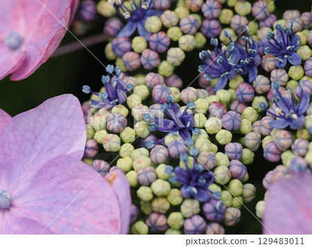 Hydrangea wet in the rain Hydrangea wet in the rain 129483011