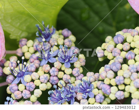 Hydrangea wet in the rain Hydrangea wet in the rain 129483012