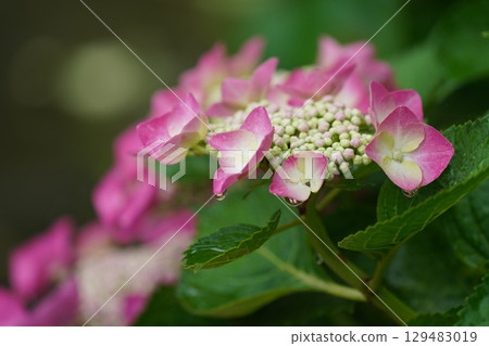 Hydrangea wet in the rain Hydrangea wet in the rain 129483019