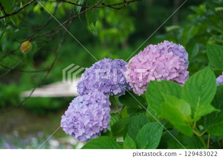 Hydrangea wet in the rain 129483022