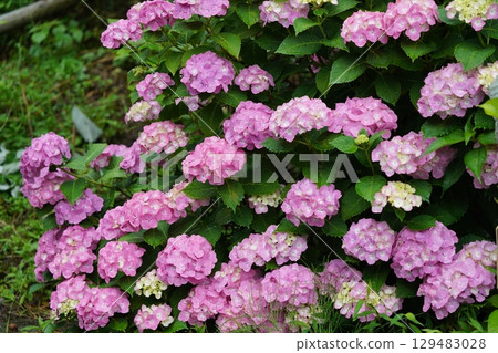 Hydrangea wet in the rain 129483028
