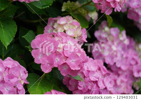 Hydrangea wet in the rain Hydrangea wet in the rain 129483031