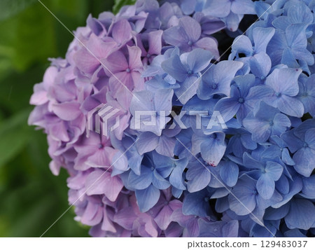 Hydrangea wet in the rain 129483037
