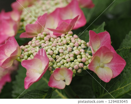 Hydrangea wet in the rain 129483045