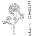 Angelica Archangelica or Wild Celery Flowering Plant Drawing 129483178