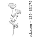 Anise or Pimpinella Anisum Flowering Plant Drawing 129483179