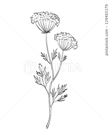 Anise or Pimpinella Anisum Flowering Plant Drawing 129483179