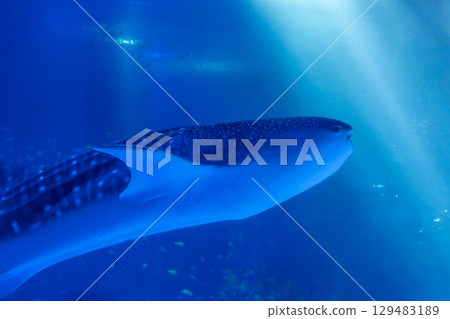 鯨鯊在燈光下威嚴地遊動 129483189